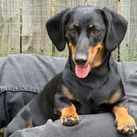 Photo of Lady