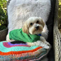 Photo of Vj   9 Year Old Maltese X Shih Tzu