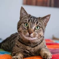 Photo of Oliver
