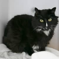 Photo of Comet Sta012518