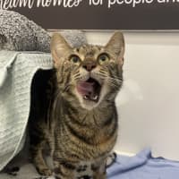 Photo of Smitten 