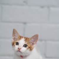 Photo of Stripe