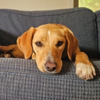 Photo of Lily   10 Month Old Beagle X Kelpie
