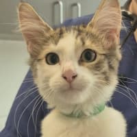 Photo of Jessie ** 2nd Chance Cat Rescue **