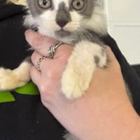 Photo of Fuzz
