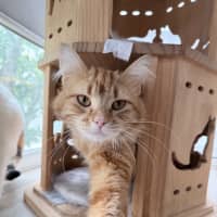 Photo of Gingerbread