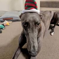 Photo of Meeka, The Loveable Young Rescue Greyhound