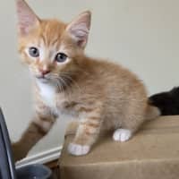 Photo of Tiger