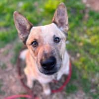 Photo of Buddy