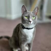 Photo of Pickle