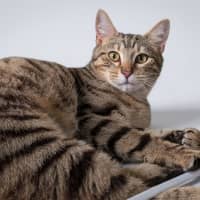 Photo of Flynn