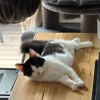 Photo of Piper