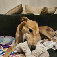 Photo of Ollie, The Greyhound