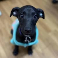 Photo of Maisy