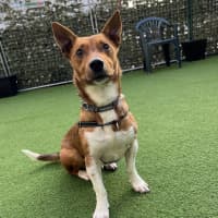 Photo of Scout (Was Mr Fox With The Socks)