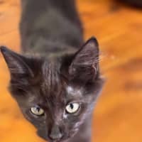 Photo of Buzz   6 Month Old Domestic Shorthair