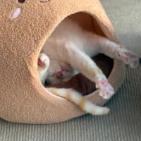 Photo of Flame 