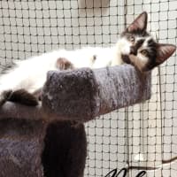 Photo of 🐈‍⬛ Blaze 💕