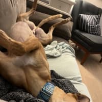 Photo of Rusty, The Greyhound