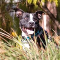 Photo of Hank Peggotty