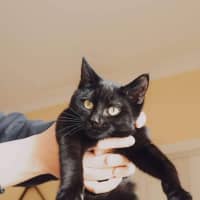Photo of Shadow 🥰