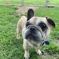 Photo of Cookie