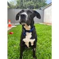 Photo of Robbie *$350 Adoption Fee*