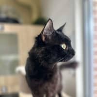 Photo of 🥛 Chia 5793 🥛