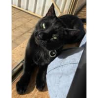 Photo of 11425   Nyxee