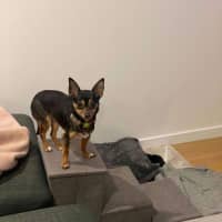 Photo of Beanie Baby