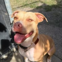 Photo of Luna