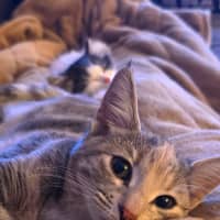Photo of Peanut