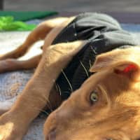 Photo of Loki