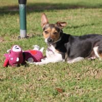 Photo of Chip