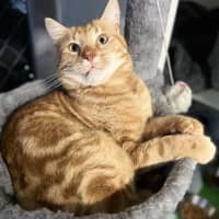 Photo of Fozzie