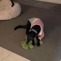 Photo of Crumpet, The Greyhound