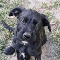 Photo of Boomer 