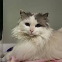 Photo of Luna