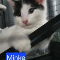Photo of Minke
