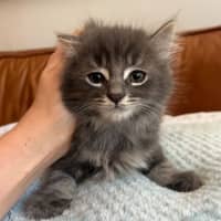 Photo of ❤️ Hamish & Hudson ❤️