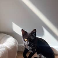 Photo of Raven