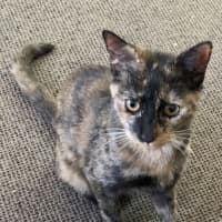 Photo of Chai