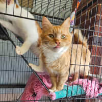 Photo of Starfish 🌟 