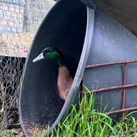 Photo of Donald