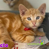 Photo of Cheeto