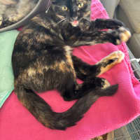 Photo of Tiana