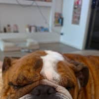 Photo of Boris