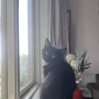 Photo of Huckleberry