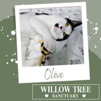 Photo of Olive