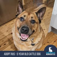 Photo of Rus   5 Year Old Cattle Dog